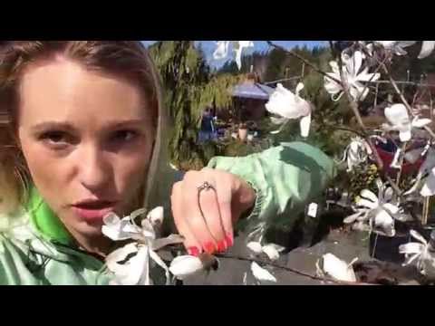 Royal Star Magnolias for Late Winter Flowers!