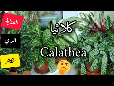 , title : 'نبات كلاثيا/Calathea : طرق العناية..الري.. طريقة الإكثار منها ؟؟ وكل ما تريد معرفته عن هذا النبات'