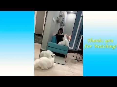 Animals funny moments 😂