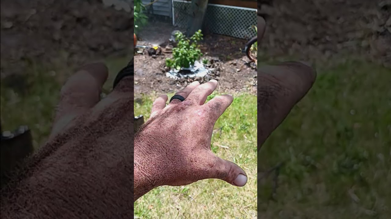 Judd Viburnum! #gardening #landscape #plants #viburnum #landscapedesign #notill #organic