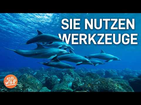 Diese einzigartige Jagdtechnik der Delfine | Doku