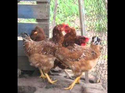 Kosturčanki - Skarale se dve mladi etrvi 1973