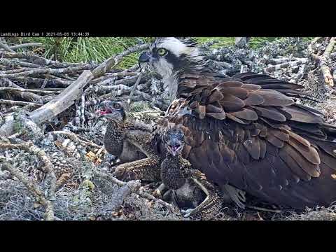 Osprey Chicks Stay Cool During Hot Day In Savannah, Georgia – May 3, 2021
