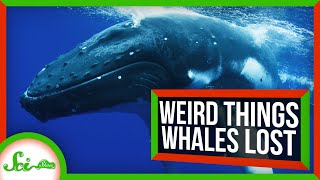 Weird Things Whales Lost on Their Journey to the Sea