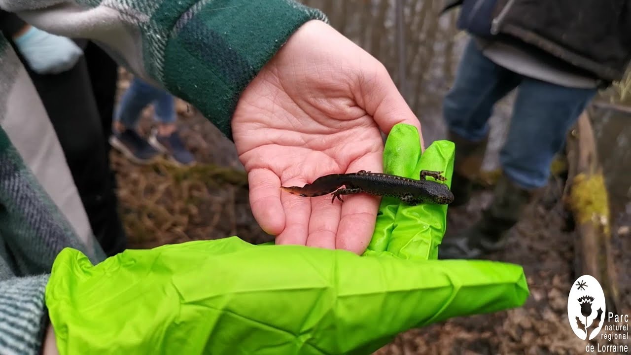 Il était une fois dans le Parc naturel régional de Lorraine... Opération "sauvetage des amphibiens"