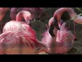 Lesser Flamingo Social Behaviour Zoo Berlin
