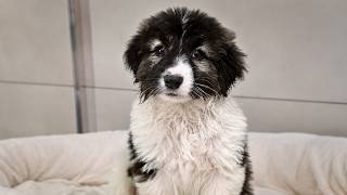 An Abandoned Puppy's Wish Comes True: Rescue Story, Watch Until The End