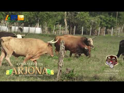 Ganadería San Fermín para Arjona 2026.