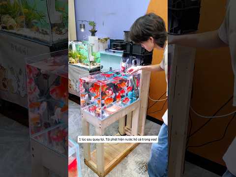 Anh trai vô tình làm sạch nước hồ cá mà không hay biết