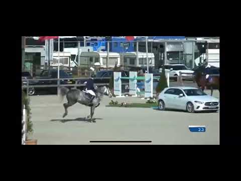 DARING QUEEN (Cassini I - Quidam de Revel) & Toni Hassmann CSI2* 140 cm Opglabbeek /BEL