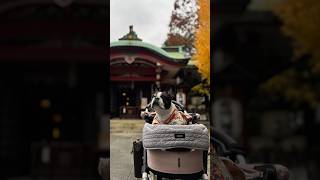 フレブルに長生きしてほしいので祈祷してもらってきた！✨