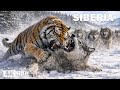 SIBERIA WILD Territory Of The World S Most Ferocious Predators Nature Animal Documentary