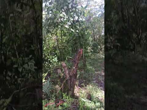 video lote buenos aires, ubicacion vereda angostura, municipio Jesus Maria, Santander, Colombia