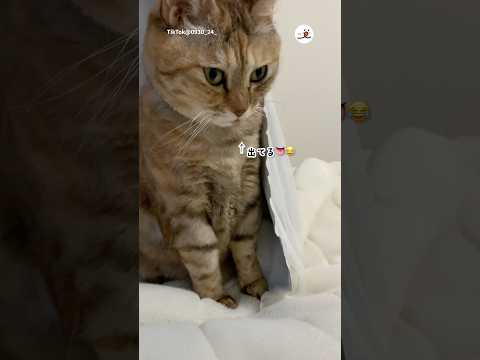 帰宅したけど、気づかれなかった…｜PECO