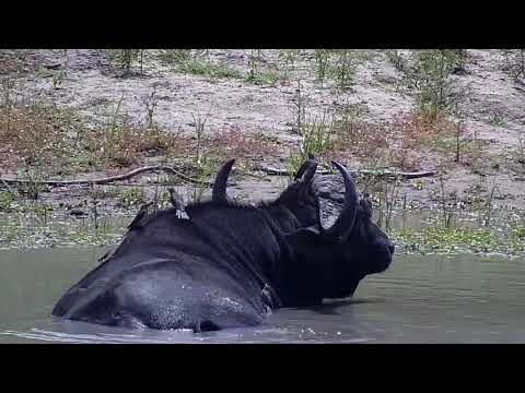 Djuma: Two African Buffalo come to the dam for a soak in the water - 10:40 - 01/19/22