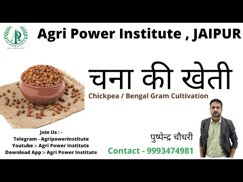 [07] chickpea cultivation || Pushpendra Choudhary -9993474981