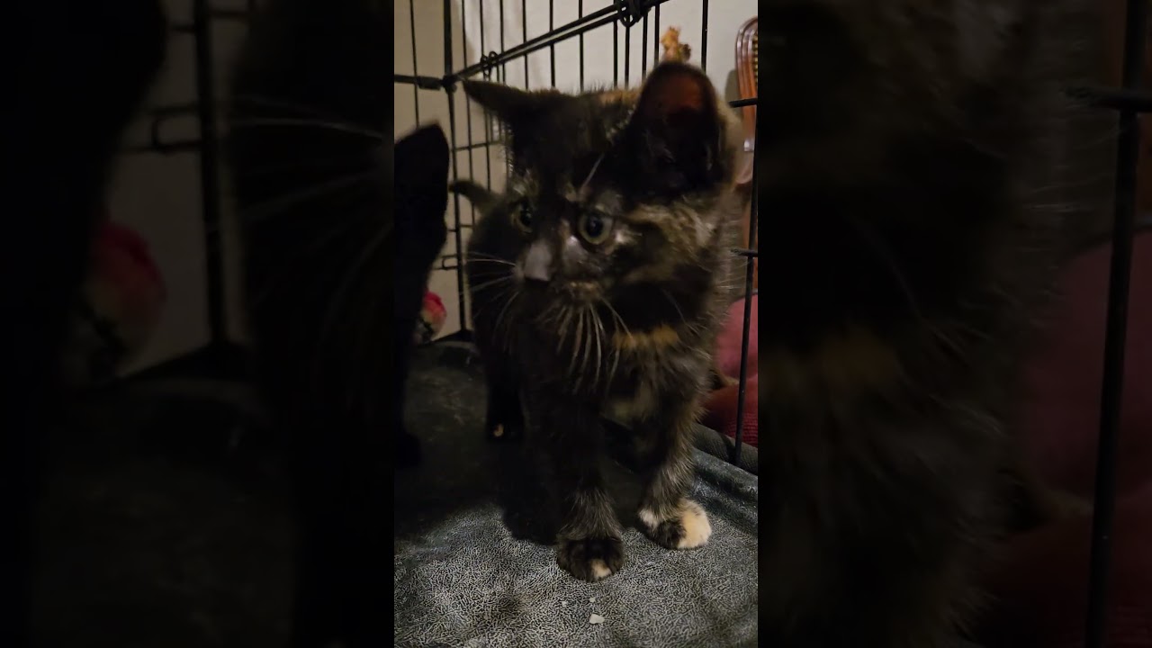 Enlarge Callie, an adopted Domestic Short Hair in Niantic, CT video 2/5