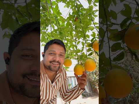 kuwait ఎడారి దేశం లో ఫ్రూట్స్ పండిస్తారా #kuwait #fruits #shorts