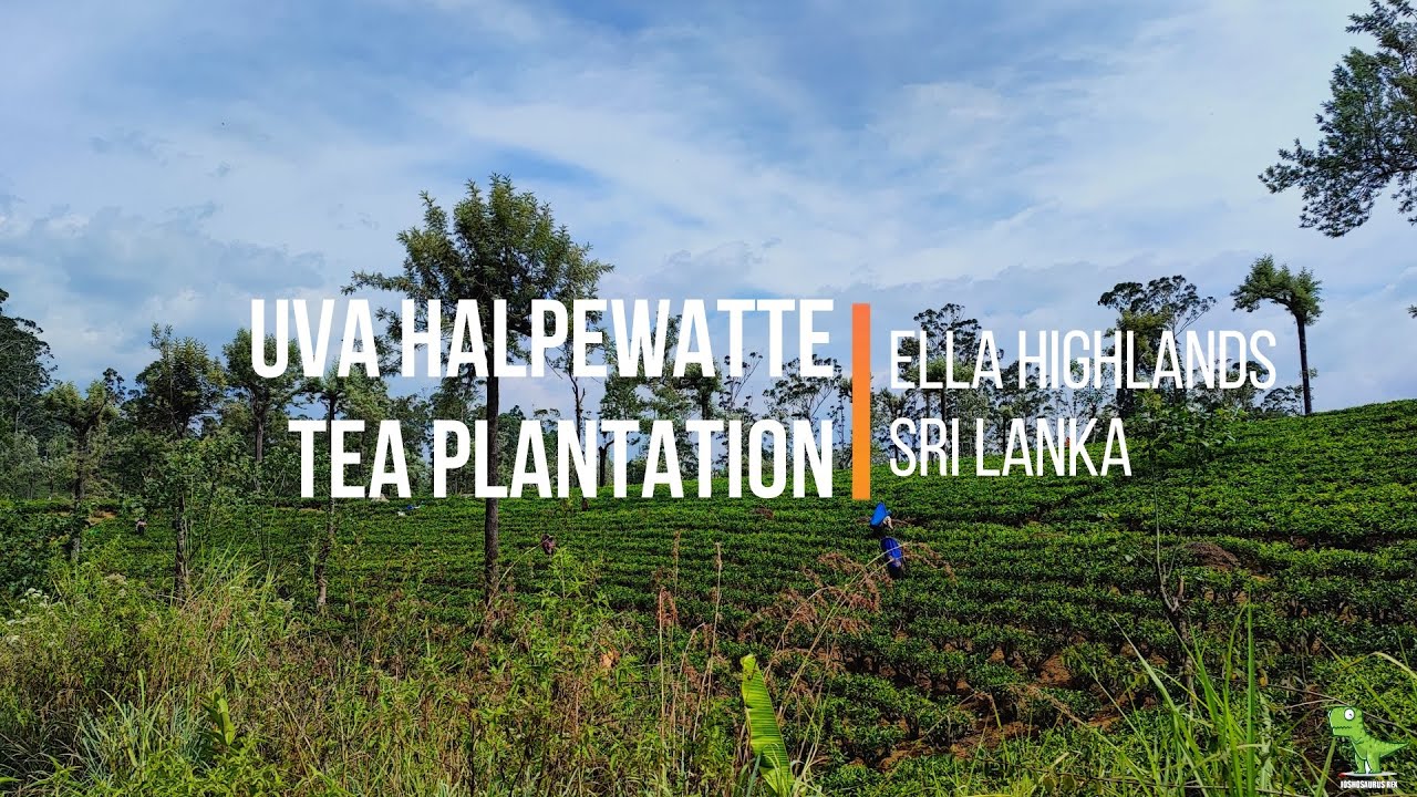 Embark on an enticing virtual tour of Uva Halpewatte Tea Factory.