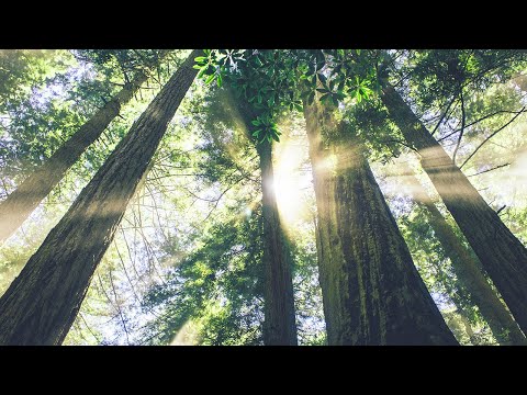 Forest Bathing ~ Relaxing Music with Magical Forest Ambience