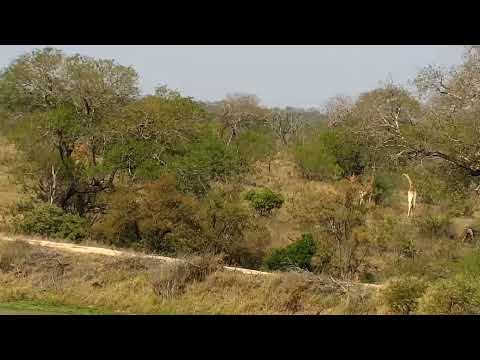 Djuma: Giraffes in the distance - 14:35 - 09/26/2022