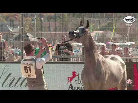 N 61 SIWAR AL SHAQAB   Mediterranean and Arab Countries AHC   Menton 2021   Fillies 3 Years Old Clas