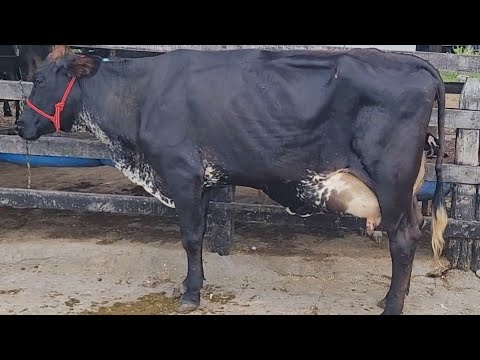 Vacas de 30 e 25 litros a venda em Alagoinhas (Bahia) 75 998672669