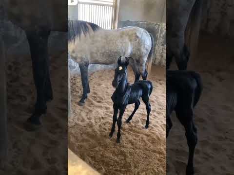 horse baby sale  ₹35000