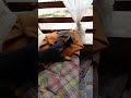 Cat Is Biting The Dogs Ears