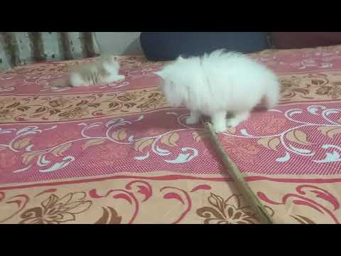 My kittens are playing 😁