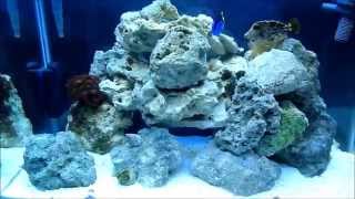 preview picture of video '20g Reef Update 1'