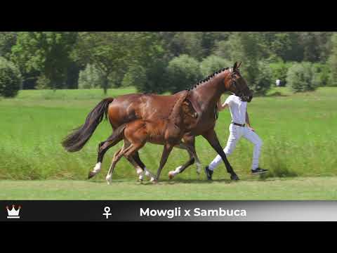 Filly Royal Domein  Mowgli x Sambuca
