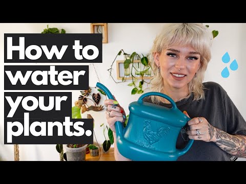 5 Tips for Watering Your Houseplants (beginner friendly!) 💦