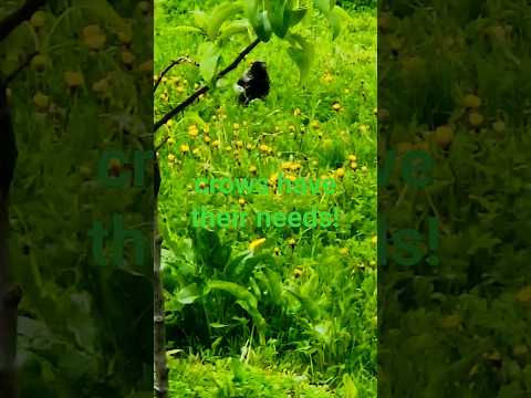 庭で役に立つ鳥は何ですか？ 9人の素敵な友達をあなたのところに迎え入れましょう！  庭園