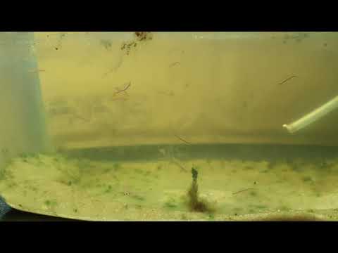 Video-Thumbnail: Biberschwanz-Feenkrebse Aufzucht