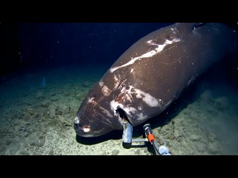 Exploring Tonga’s Depths: Highlights from Inkfish’s 2024 Expeditions
