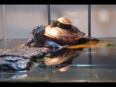 75 Gallon Painted Turtle Tank Setup
