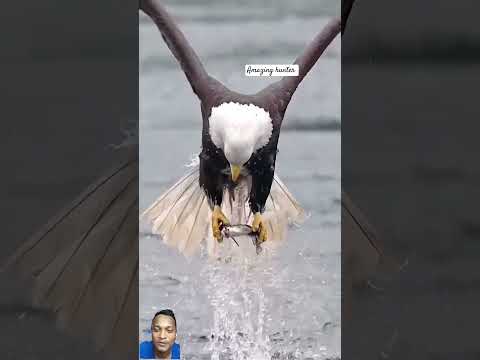 #eagles #fisheagle #wildlife #eagle #birds #eaglefly #nature #wildlifephotography @musalaskar4797