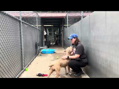 Hotspur, adoptable American Pit Bull Terrier / Bull Terrier at Chicago Animal Care and Control