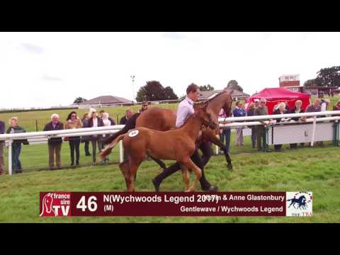 TBA Foal Show 2017 - Lot 46 - M17 - Gentlewave & Wychwoods Legend