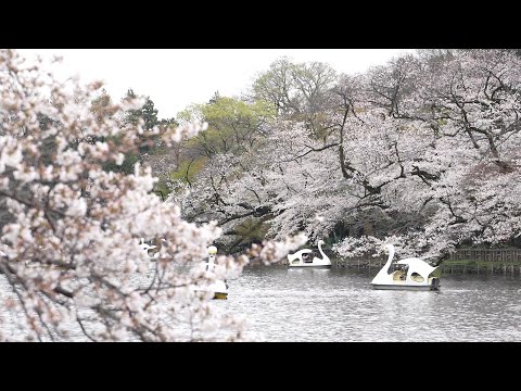 Video Thumbnail: Tokyo crowds revel as cherry blossoms reach full bloom | AFP