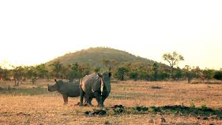 Download lagu A rhino with her son - two rhinos stock footage | Premium Video Footage | 4K mp3