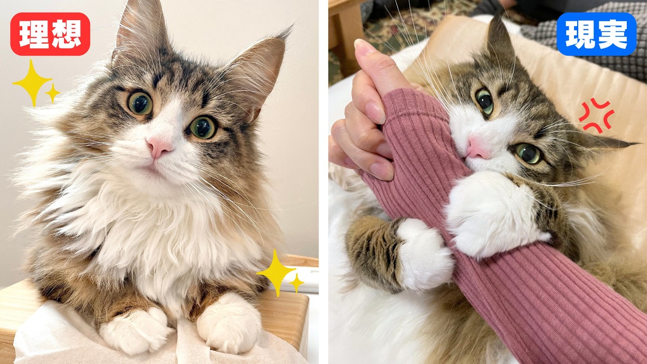 これからノルウェージャンを飼おうと思っている人へ【理想と現実】