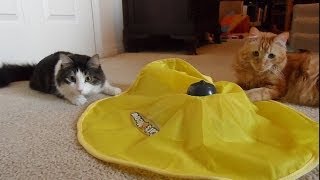 Anakin & Mika Play with The Cat's Meow, Two Legged Cat