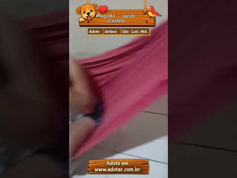 Vídeo de magrelo, panda, chiclete