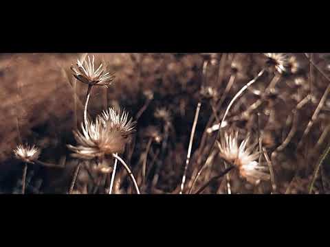 Into the Nature | Mobile videography | MiA3