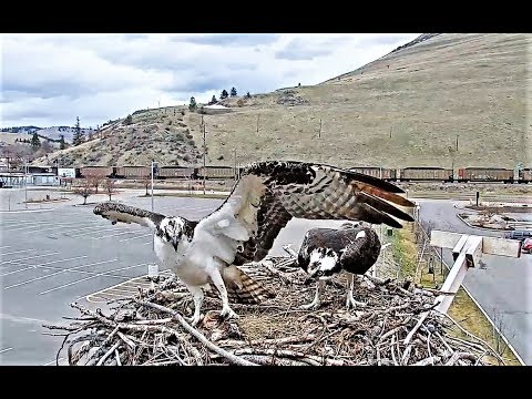 Iris and Louis, together again [FULL VERSION] 2019 04 06 15 23 57 968