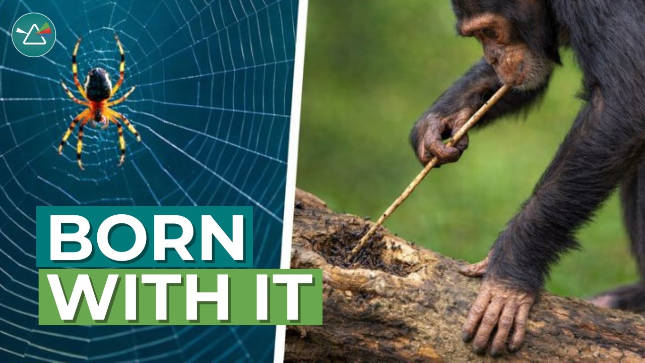 How Do Animals Know What To Do? | Innate vs. Learned Behaviors for Students