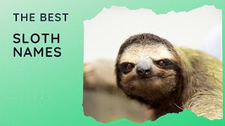 45 Best Sloth Names for Your Laid-Back Friend 🦥