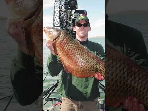 Brady is back. After 14 years away, he has made his return to bowfishing!